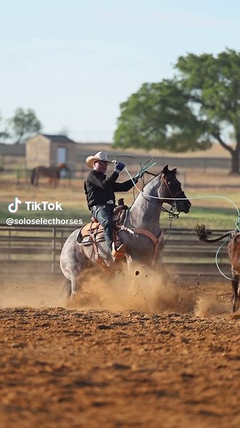 Pride And Joy 'Kilo' - Bay Roan Stallion