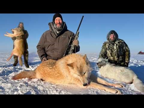 Wolf Hunt in the Arctic: Surviving the Wilderness