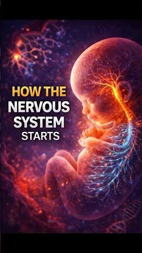 HOW THE NERVOUS SYSTEM STARTS - Essential Embryology