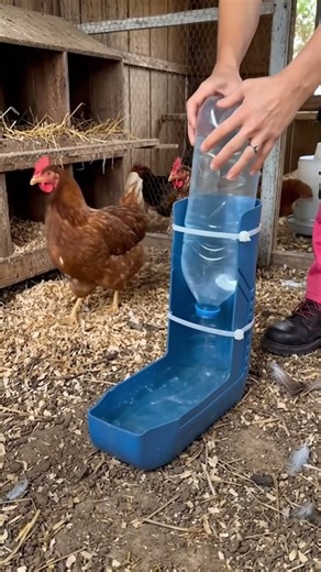 How to build a DIY automatic chicken waterer