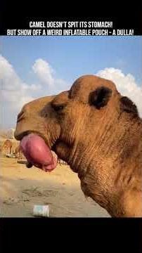Camel's weird inflatable pouch - a dulla! #facts #animals #didyouknow #nature #dessert