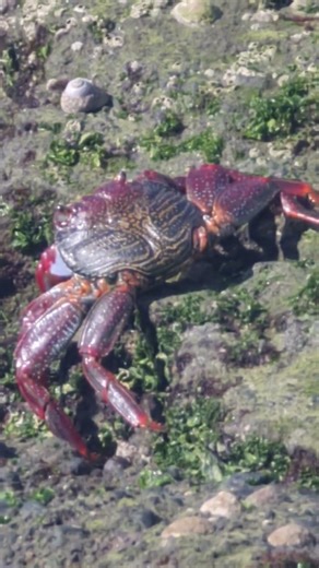 East Atlantic Crab walking on slow motion