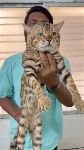 Green Eyes Bengal Cat Sale. #cat #petshub