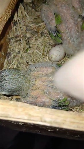 #agapornis #inseparables #loroyacodarko #birds