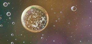 Some Epigenetic Tags can be Passed Down From Mothers to Offspring | Genetics And Genomics