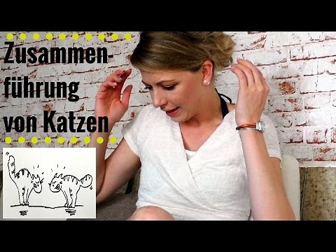 Zusammenführung von Katzen - Tipps Tricks & Erfahrungen
