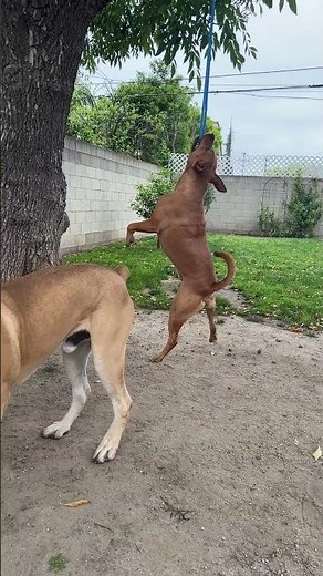 Dog jumps up and grabs onto the rope and takes a swing!
