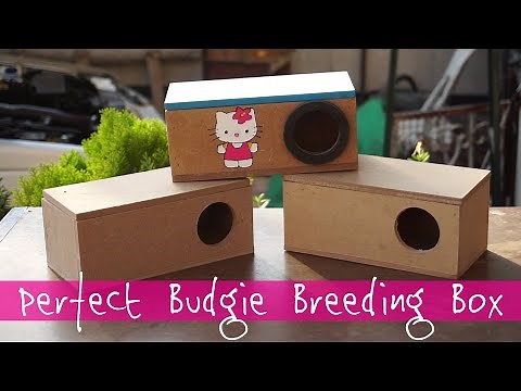 Build a Perfect Budgie Nest Box