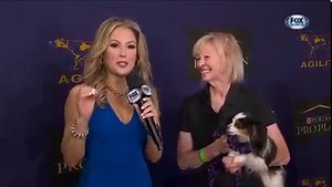 482K views · 10K reactions | The lightning quick Lark takes the victory for the 8" class at the Masters Agility Championship at Westminster Kennel Club Dog Show. | FOX Sports | Facebook