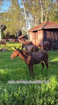 The horseback riding event exists for a simple reason: tradition, necessity, and cultural identity.