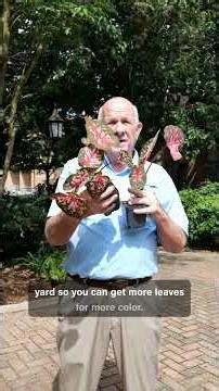 Maximize caladium growth with this quick hack #homegardening #garden #caladiumlovers #caladiumcare