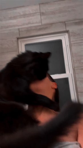 Emookitkats on Instagram: "She’s the boss. #coraline #cat"