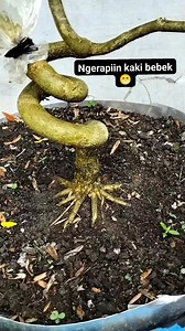 Ngerapiin kaki bebek 😁 #bonsai #saengSimbur #bonsaitree #fyp | Karimun Java