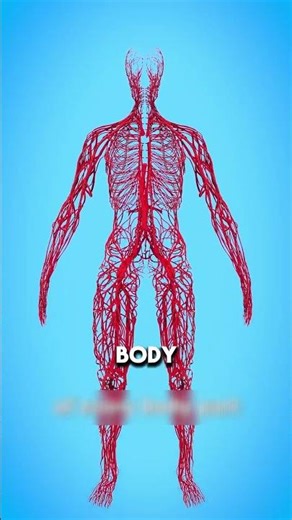 If You Stretched Your Blood Vessels, This Would Ha