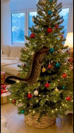 16K views · 93 reactions | When your tree becomes a cat obstacle course. | Jesus Christ is my Savior | Facebook