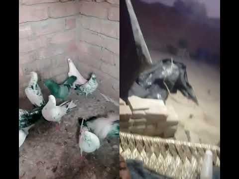 15 फ़रवरी 2026