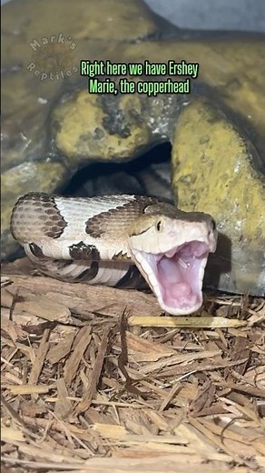 Friday Is For FANGS! Fangs Out Friday! #fangsoutfriday
