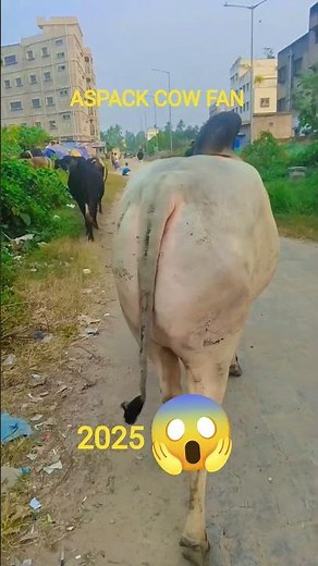 BEUTIFUL CIW OF SALA 2025 ASPACK COW FAN #subscribe#cow#viral#tanding#trending#shorts#anime#vui COW