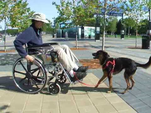 Wheelchair Skills for Assistance Dogs #mobilitytraining #servicedog