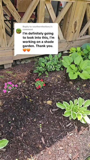 Replying to @southernherbary I honestly wasn't expecting to see growth this fast! Yesterday this Astilbe was just a bare root. After a 30-minute soak and planting it with the eyes slightly above the soil, it's already pushing out new leaves. Gardening never gets old. 🌱💜 #Astilbe #Gardening #shadegarden #GardeningTips #GardenLife