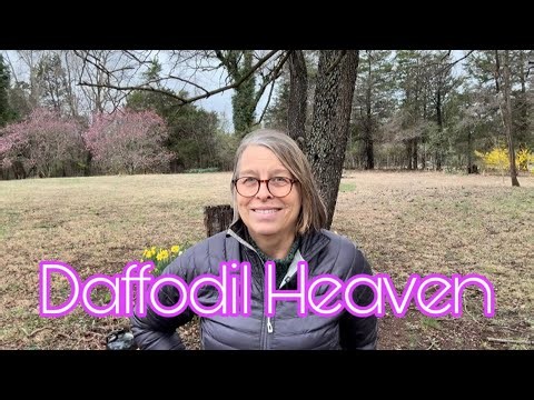 Project Daffodil: Feast For The Eyes