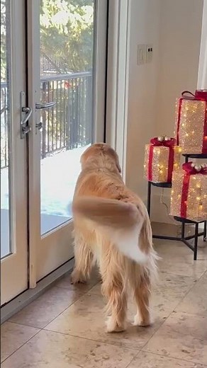 Golden Retriever Falls In Love With A Wild Squirrel | The Dodo