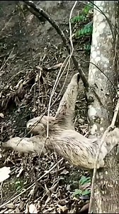 Happy International Sloth Day! These slow-moving cuties spend most of their time hanging upside down in the trees of the tropical rainforests of South America and Central America. Here’s a quick video of one being rescued from traffic in Rio de Janeiro. WATCH CAREFULLY beginning at 30 seconds when the sloth thanks his rescuer. No kidding. Daniel G. Wiest, Owner & Publisher Dan Wiest Around The Community #norfolkcounty #norfolkcountyca #brantford #brantcounty #haldimand #dan_wiest #dan_wiest_arou