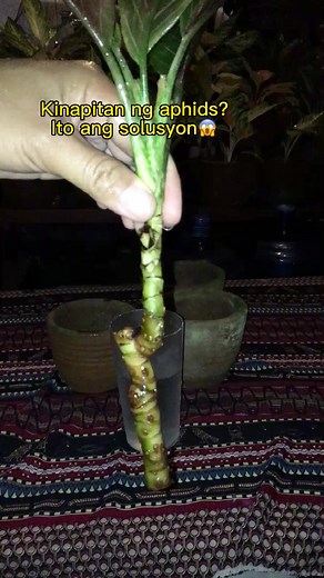Solution sa aphids😱👇 #plantcaretips #aglaonemaplants #blackprideofsumatra #plantsmakepeoplehappy #plantlove #plants #plantcare #facebookpostviral #everyone #highlights | Rodelyn Sambayon Pondales