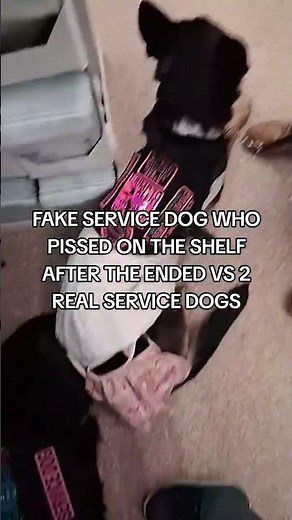 Real service dogs vs A Fake Service dog. #servicedog #germanshepherd #fakeservicedog
