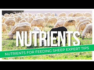 Essential Nutrients For Feeding Sheeps