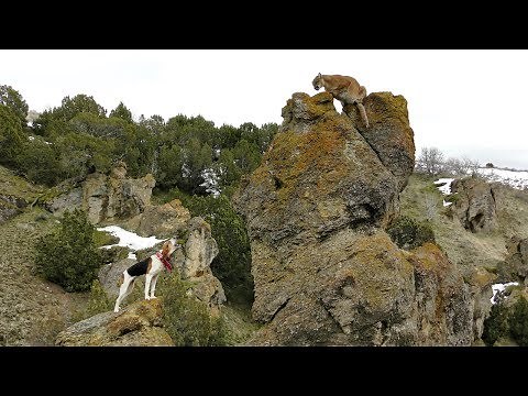 Catch and Release Mountain Lion Hunting