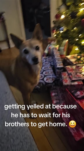 Funny Basenji Dog Waits for His Brothers
