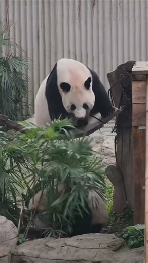 The Most Unlikely Animal Friendship You'll See Today