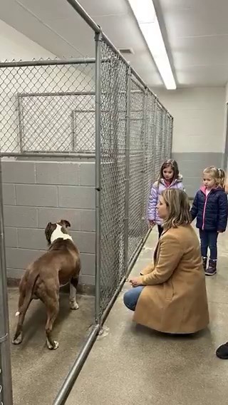 When an abandoned Pit Bull turned its face to the wall every time a family stopped at its kennel, and I learned why, it broke something quiet in me. By the twelfth family, people at Briar County Animal Rescue had stopped calling it a coincidence. They called him rude. Or damaged. Or one of those dogs who “just doesn’t want people.” He was a stocky brown-and-white Pit Bull, maybe four years old, with a broad head, one torn ear, and the kind of stillness that made strangers uneasy because it looke