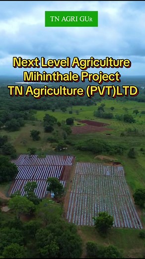 එන්න අපේ වගාව බලලා දැනුම ලබාගෙන සාර්ථක වෙන්න...0712650436 TN Agri 🌱###tnagriguru #srilanka #agriculture #CapCut #watermelon