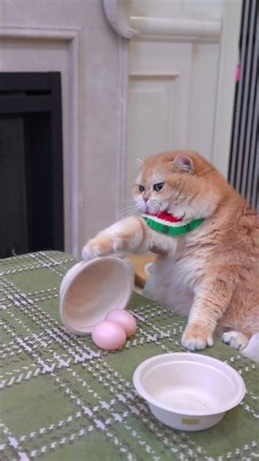 Perform magic tricks #exlittlebeans #funnyvideo #funnycats