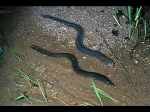 L'incroyable parcours des anguilles, entre rivières et mers