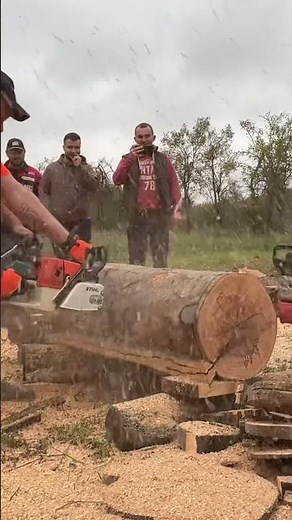 Dolmar 7900 vs Stihl 066 red light vs Makita 7900p #shorts #race #chainsaw #gtgromania2024