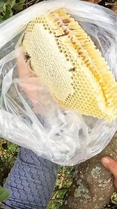 Madu Paling Mantap: Full Segel, Full Rejeki | Madu Hutan Jawa Barat