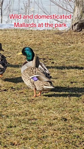Exploring the Mallards at the Park