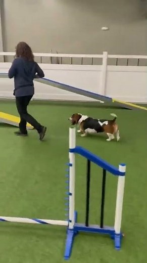 Basset Hound is running through a dog agility course!