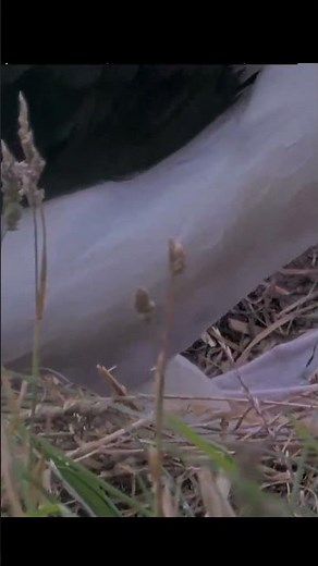 Royal Albatross Rises To Show Off His Egg | Cornell Lab | DOC