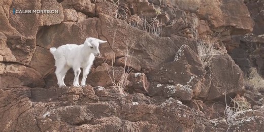 ‘We need to go get this goat’: Baby goat stuck on cliff for days rescued by good Samaritans