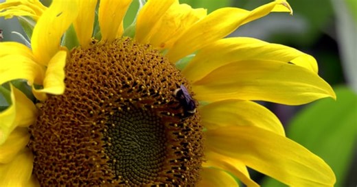 Bee, Sunflower, Flower. Free Stock Video