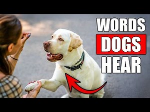 8 Words Your Dog Actually Understands – Proven by Experts