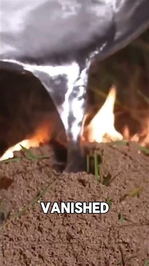 The Ant Colony That Shocked Scientists