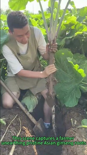 Ginseng Harvest Secret! Undamaged Root Digging Technique