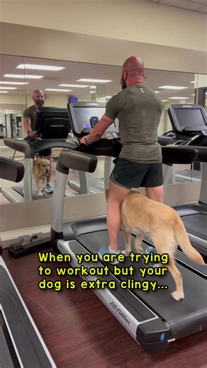 Understanding Your Dog's Clingy Behavior