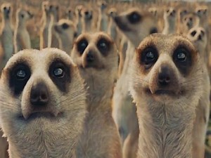 《少年 PI 的奇幻漂流》中，李安如何用「群體模擬」養出很多狐獴？