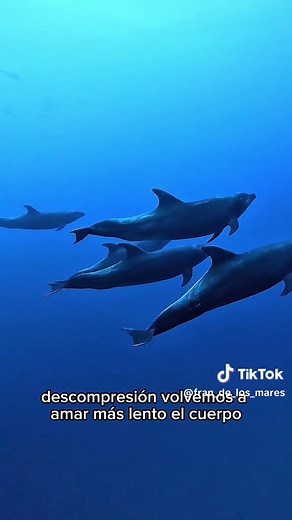 Encuentros mágicos con delfines en el océano